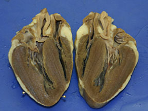 labeled sheep heart preserved Car Tuning